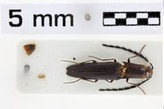 Foto (Dorsalansicht) von Megapenthes bengalensis (Schimmel, 2004)